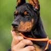 Doberman puppies photo 2
