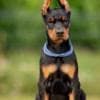 Doberman puppies photo 3