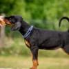 Doberman puppies photo 4