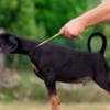 Doberman puppies photo 5