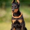 Doberman puppies photo 6