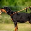 Doberman puppies photo 7