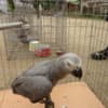 Male African Grey Parrots Available photo 1