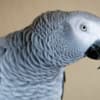 Male African Grey Parrots Available photo 3
