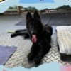Stunning All Black Male German Shepherd photo 1