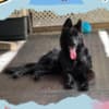 Stunning All Black Male German Shepherd photo 2