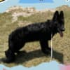 Stunning All Black Male German Shepherd photo 3