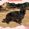 Stunning All Black Male German Shepherd photo 4