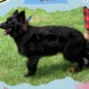 Stunning All Black Male German Shepherd photo 5