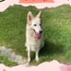 Gorgeous Female Berger Blanc Suisse AKA Swiss White Shepherd photo 2