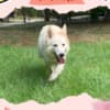 Gorgeous Female Berger Blanc Suisse AKA Swiss White Shepherd photo 1