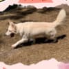 Gorgeous Female Berger Blanc Suisse AKA Swiss White Shepherd photo 3