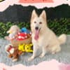 Gorgeous Female Berger Blanc Suisse AKA Swiss White Shepherd photo 4