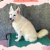 Gorgeous Female Berger Blanc Suisse AKA Swiss White Shepherd photo 5
