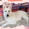 Gorgeous Female Berger Blanc Suisse AKA Swiss White Shepherd photo 1