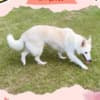Gorgeous Female Berger Blanc Suisse AKA Swiss White Shepherd photo 2