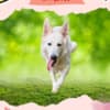Gorgeous Female Berger Blanc Suisse AKA Swiss White Shepherd photo 3