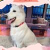Gorgeous Female Berger Blanc Suisse AKA Swiss White Shepherd photo 4