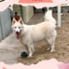 Gorgeous Female Berger Blanc Suisse AKA Swiss White Shepherd photo 2