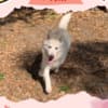 Gorgeous Female Berger Blanc Suisse AKA Swiss White Shepherd photo 1