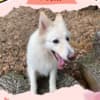Gorgeous Female Berger Blanc Suisse AKA Swiss White Shepherd photo 3