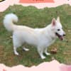 Gorgeous Female Berger Blanc Suisse AKA Swiss White Shepherd photo 4