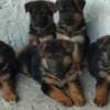 German Shepherd puppies photo 1