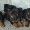 German Shepherd puppies photo 2
