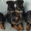 German Shepherd puppies photo 3