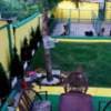 German Shepherd puppies photo 4