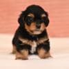 Havanese Bichon puppies photo 1
