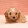 Havanese Bichon puppies photo 2