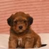 Havanese Bichon puppies photo 3