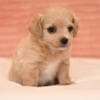 Havanese Bichon puppies photo 4