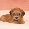 Havanese Bichon puppies photo 5