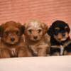 Havanese Bichon puppies photo 6