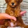 Mini Poodle puppies photo 1