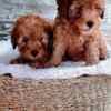 Mini Poodle puppies photo 2
