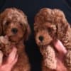 Mini Poodle puppies photo 3