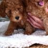Mini Poodle puppies photo 4
