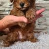 Mini Poodle puppies photo 5