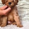 Mini Poodle puppies photo 6