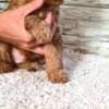 Mini Poodle puppies photo 7