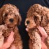 Mini Poodle puppies photo 8