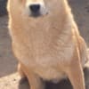 Shiba inu puppies photo 1