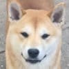 Shiba inu puppies photo 2
