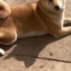 Shiba inu puppies photo 3