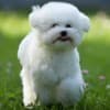Bichon Frise puppy photo 1