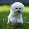 Bichon Frise puppy photo 2