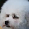 Bichon Frise puppy photo 4